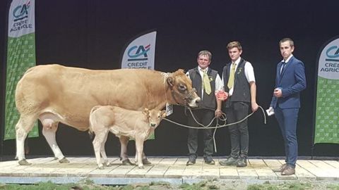 If championne de la race Parthenaise If championne de la race Parthenaise