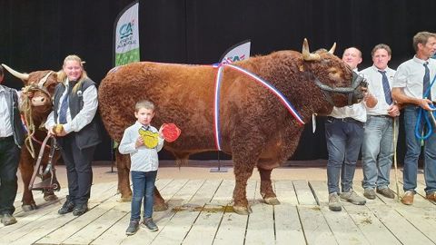 Jocker et Hossie, les deux champions de la race salers Jocker et Hossie, les deux champions de la race salers