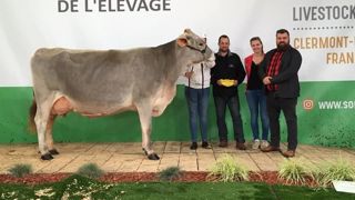 Idylle est la grande championne de la race brune Idylle est la grande championne de la race brune