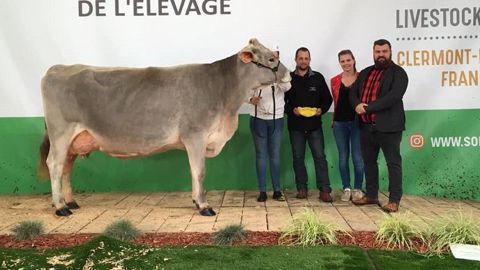 Idylle est la grande championne de la race brune Idylle est la grande championne de la race brune