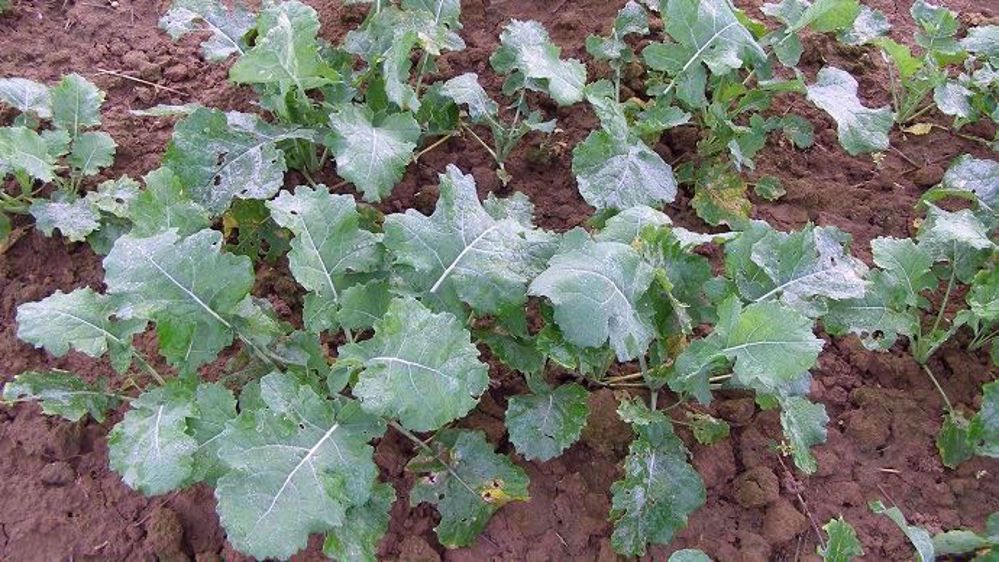 L'arrivée de pluies en France améliore les conditions des cultures de colza.