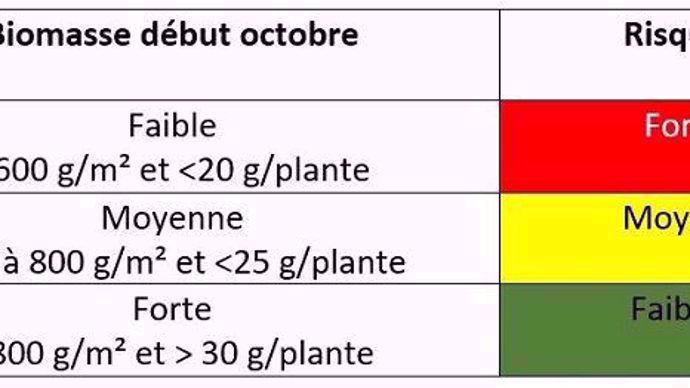 Évaluer l'état de croissance du colza début octobre
