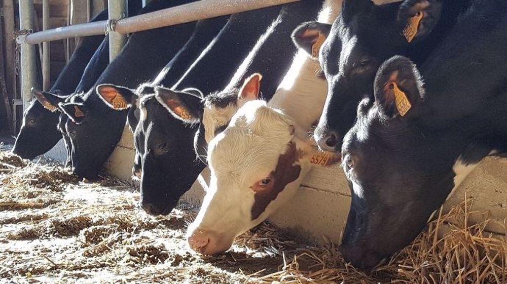 Quel est le bon âge pour faire vêler ses génisses laitières ? Faut-il viser le vêlage précoce ? Les avis et pratiques divergent. (©Terre-net Média)