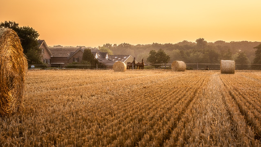 Seulement 90 % du blé de printemps récolté aux États-Unis (©Pixabay)<span style="font-size: 14px; text-align: justify; color: #000000;"> 