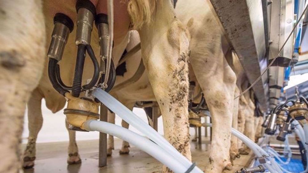Selon le Cniel, depuis le jeudi 26 septembre, « plus de 700 000 litres de lait sont jetés tous les jours » et « 500 fermes laitières sont immobilisées ».  (©Pixabay)