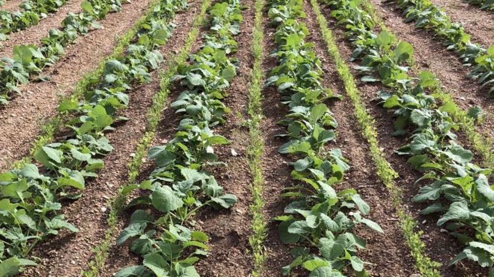 Corteva a implanté le colza avec et sans plantes compagnes, ici il est associé à du trèfle d’Alexandrie et de la vesce pourpre. (©Corteva)