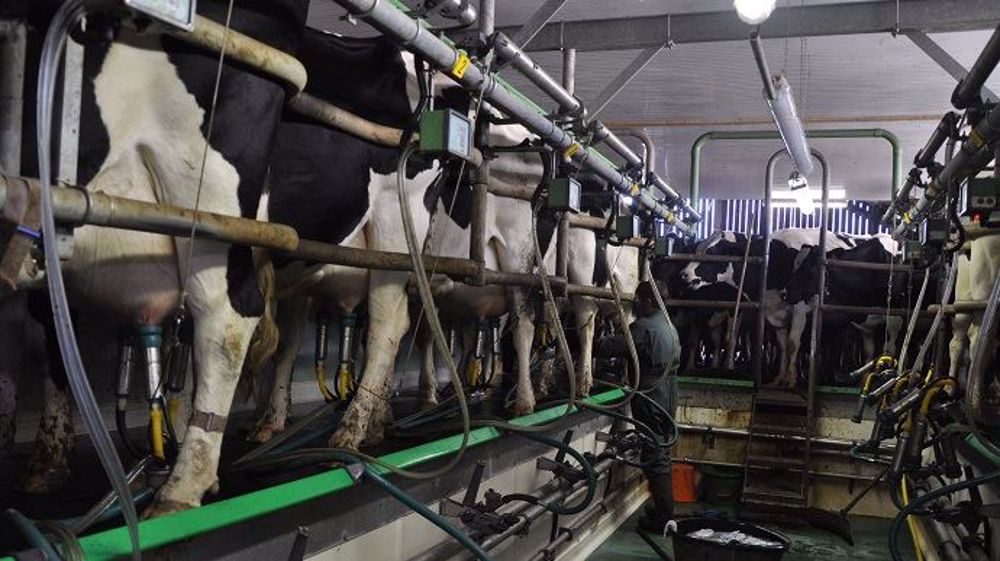 Si la monotraite permet de concentrer les taux, la production laitière par vache, elle, diminue d'environ 30 %. (©Terre-net Média) Si la monotraite permet de concentrer les taux, la production laitière par vache, elle, diminue d'environ 30 %. (©Terre-net Média)