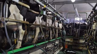 Si la monotraite permet de concentrer les taux, la production laitière par vache, elle, diminue d'environ 30 %. (©Terre-net Média) Si la monotraite permet de concentrer les taux, la production laitière par vache, elle, diminue d'environ 30 %. (©Terre-net Média)