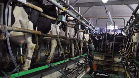 Si la monotraite permet de concentrer les taux, la production laitière par vache, elle, diminue d'environ 30 %. (©Terre-net Média) Si la monotraite permet de concentrer les taux, la production laitière par vache, elle, diminue d'environ 30 %. (©Terre-net Média)