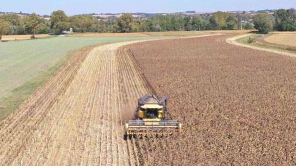 Le rendement moyen du tournesol est de 21,5 q/ha selon Agreste. (©Terres Inovia)