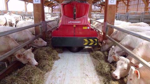 La finition des vaches de réforme du troupeau allaitant est étudiée à la ferme expérimentale des Bordes par Arvalis sur un troupeau de Charolaises. (©Arvalis-Institut du végétal)