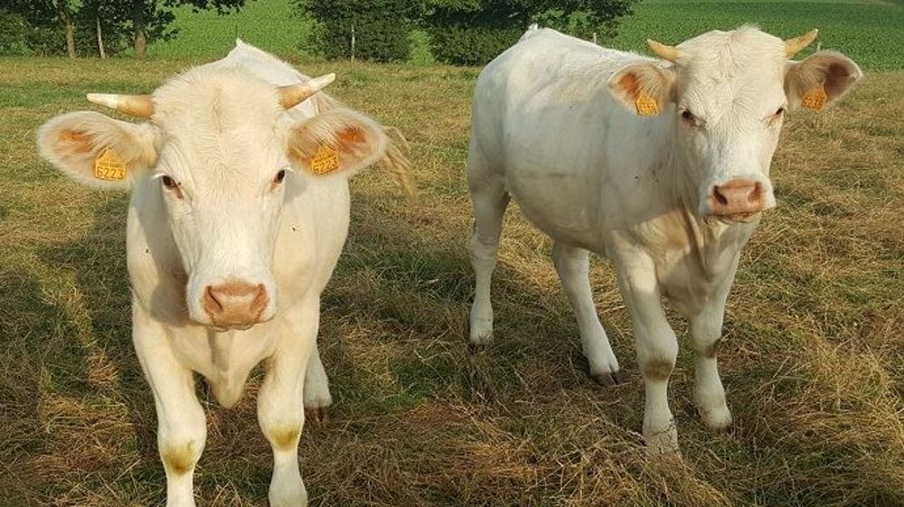 Avec la chaleur de cet été 2019, la pousse de l'herbe s'est arrêtée et cette dernière a grillé sur pied, pénalisant fortement les ressources fourragères des élevages. (©Terre-net Média)