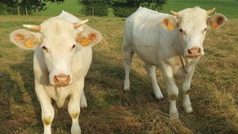 Avec la chaleur de cet été 2019, la pousse de l'herbe s'est arrêtée et cette dernière a grillé sur pied, pénalisant fortement les ressources fourragères des élevages. (©Terre-net Média) Avec la chaleur de cet été 2019, la pousse de l'herbe s'est arrêtée et cette dernière a grillé sur pied, pénalisant fortement les ressources fourragères des élevages. (©Terre-net Média)