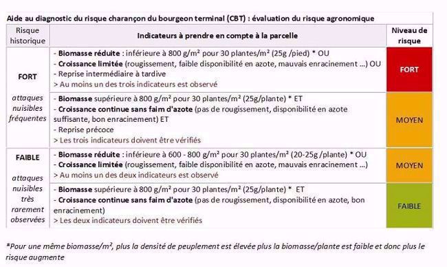 Aide au diagnostic du risque charançon du bourgeon terminal (CBT) : évaluation du risque agronomique