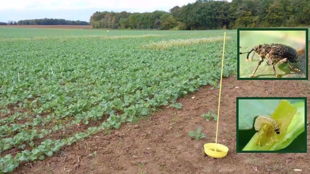 L'observation est primordiale face aux charançons du bourgeon terminal et aux larves de grosses altises. (©Terres Inovia/Création Terre-net Média)