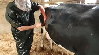Suivez une opération de caillette chez Étienne Agri youtubeurre (72) Suivez une opération de caillette chez Étienne Agri youtubeurre (72)
