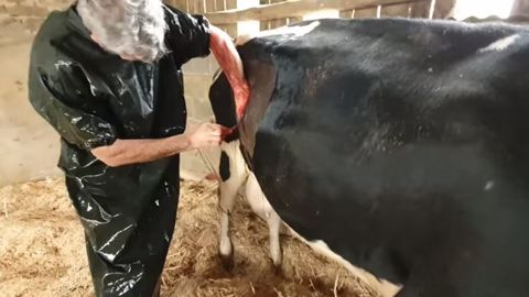 Suivez une opération de caillette chez Étienne Agri youtubeurre (72) Suivez une opération de caillette chez Étienne Agri youtubeurre (72)