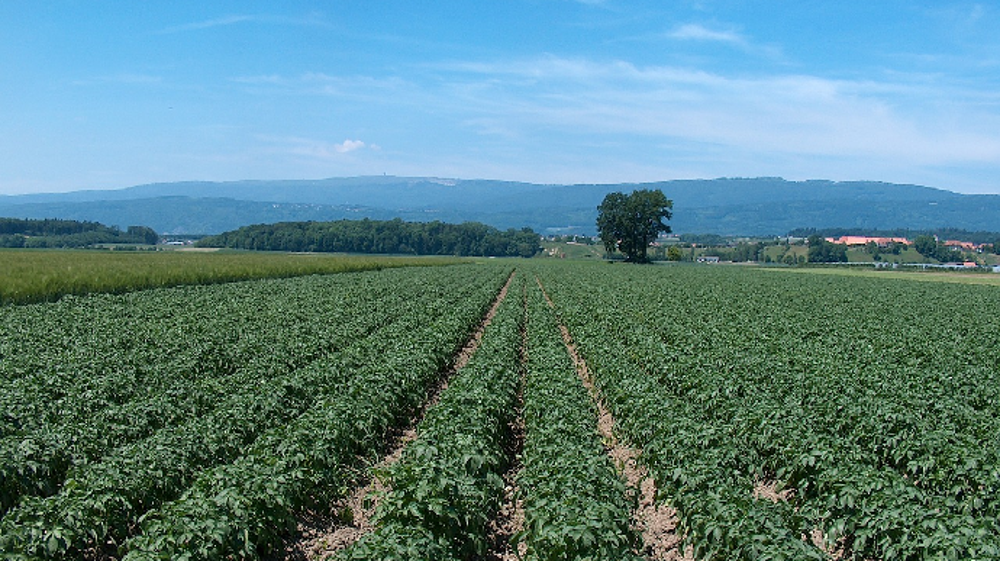 La production de pomme de terre est attendue en hausse de 10,2 % comparé à 2018, selon le NEPG (©Pixabay)<span style="font-size: 14px; text-align: justify; color: #000000;"> 