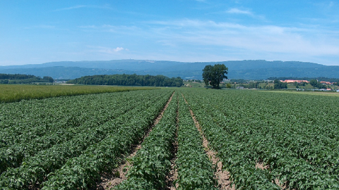 La production de pomme de terre est attendue en hausse de 10,2 % comparé à 2018, selon le NEPG (©Pixabay)<span style="font-size: 14px; text-align: justify; color: #000000;"> 