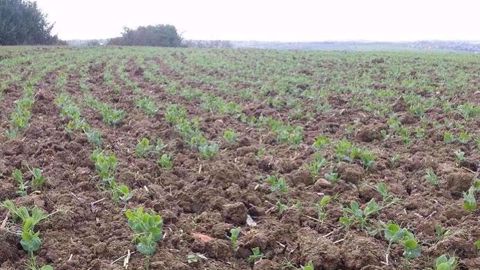 La prélevée est la base essentielle du désherbage du pois d'hiver selon Terres Inovia. (©Terres Inovia)