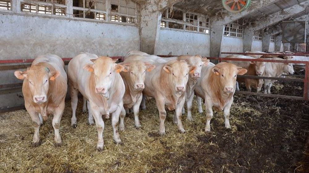 Le projet de 1 200 taurillons de Coussay-les-Bois (86) stagne depuis cinq ans et les détracteurs sont nombreux. (©Terre-net Média)