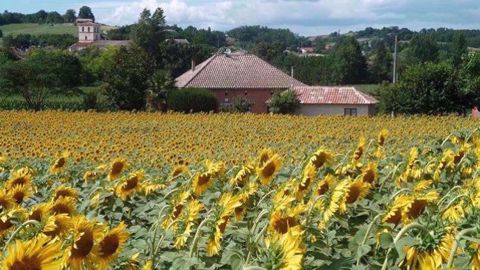 Les critères clés pour optimiser son choix variétal en tournesol. (©Terres Inovia)