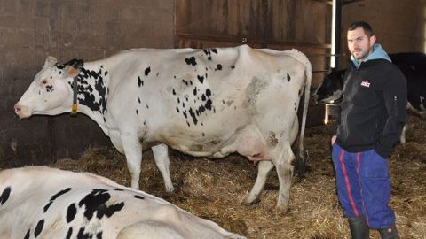 Galaxie (Shottle x Rionel Ad), vache de l'année 2019, cumule 66 tonnes de lait en 5 lactations, ce qui fait la fierté de son éleveur Quentin Velut. (©Terre-net Média) Galaxie (Shottle x Rionel Ad), vache de l'année 2019, cumule 66 tonnes de lait en 5 lactations, ce qui fait la fierté de son éleveur Quentin Velut. (©Terre-net Média)