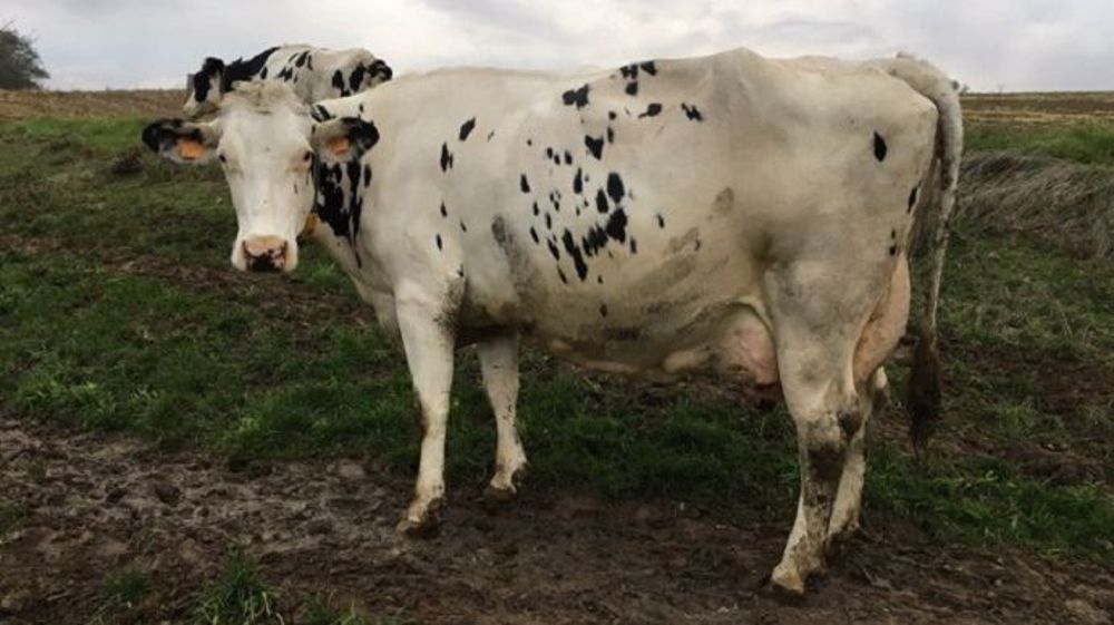 La grande championne Galaxie (Shottle x Rionel Ad), propriété de l'Earl le Petit Ramard (69), sacrée vache de l'année 2019. (©Earl le Petit Ramard/PHF)