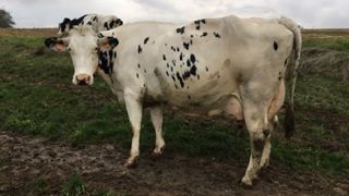 La grande championne Galaxie (Shottle x Rionel Ad), propriété de l'Earl le Petit Ramard (69), sacrée vache de l'année 2019. (©Earl le Petit Ramard/PHF) La grande championne Galaxie (Shottle x Rionel Ad), propriété de l'Earl le Petit Ramard (69), sacrée vache de l'année 2019. (©Earl le Petit Ramard/PHF)