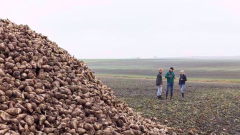 Le rendement de la betterave et sa richesse en sucre se travaille dès le semis. (©Yara)