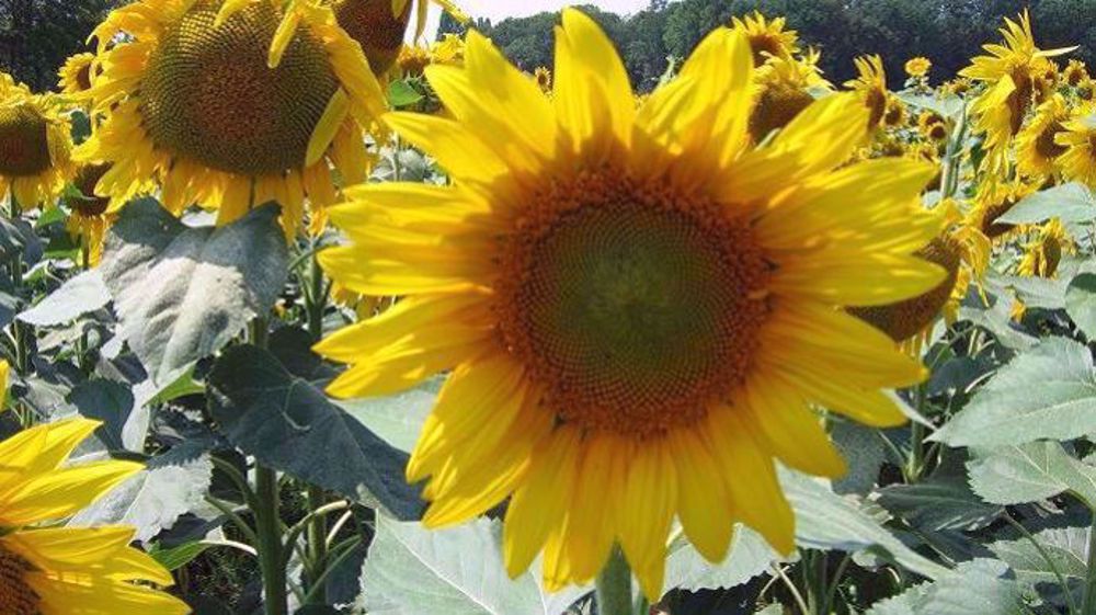 <a href="https://www.terre-net.fr/observatoire-technique-culturale/strategie-technique-culturale/article/tournesols-prendre-le-temps-du-choix-varietal-le-jeu-en-vaut-la-chandelle-217-164061.html" title="Prendre le temps du choix variétal : le jeu en vaut la chandelle" target="_self">Prendre le temps du choix variétal, « le jeu en vaut la chandelle »</a>, selon l'institut technique. (©Terre-net Média)