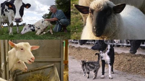 2020 : noms d'animaux commençant par R pour veaux, chèvres, chats, chiens 2020 : noms d'animaux commençant par R pour veaux, chèvres, chats, chiens