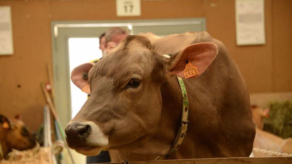 Le Cese livre ses recommandations pour améliorer le bien-être animal. (©Terre-net Media)