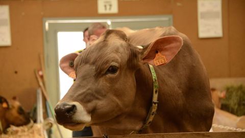 Le Cese livre ses recommandations pour améliorer le bien-être animal. (©Terre-net Media) Le Cese livre ses recommandations pour améliorer le bien-être animal. (©Terre-net Media)