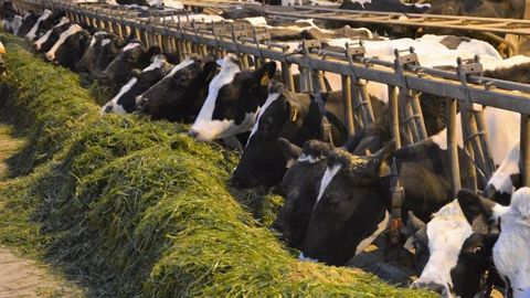Pour convertir son élevage laitier à la bio, faut-il être autonome dès le départ ? (©Terre-net Média)