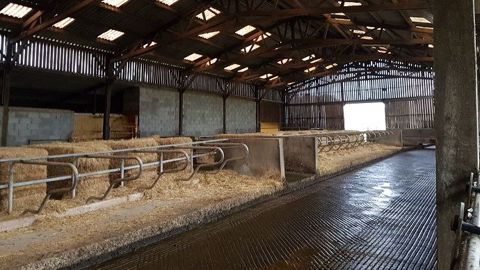 Stabulation vaches laitières en logettes paillées Stabulation vaches laitières en logettes paillées