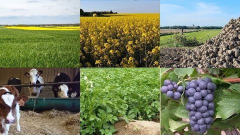 D'après l'Insee, la valeur de la branche agricole baisserait de 2 % en 2019.