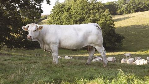 Idéale, vache charolaise de 6 ans, sera sur le Salon de l'agriculture du 22 au 1er mars auprès de son éleveur Jean-Marie Goujat (69) (©Sia2020_P.Parchet) Idéale, vache charolaise de 6 ans, sera sur le Salon de l'agriculture du 22 au 1er mars auprès de son éleveur Jean-Marie Goujat (69) (©Sia2020_P.Parchet)