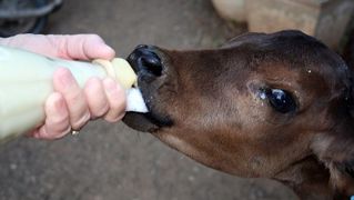 Si le colostrum est une priorité pour le veau, le surplus peut être congelé et revendu. Si le colostrum est une priorité pour le veau, le surplus peut être congelé et revendu.