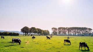 Mettre les animaux à l'herbe dès que possible et bien valoriser l'herbe d'automne seront nécessaires pour sécuriser son système fourrager dans un contexte de sécheresses plus récurrentes. (©Pixabay) Mettre les animaux à l'herbe dès que possible et bien valoriser l'herbe d'automne seront nécessaires pour sécuriser son système fourrager dans un contexte de sécheresses plus récurrentes. (©Pixabay)