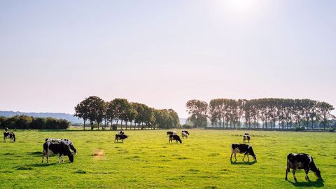 Mettre les animaux à l'herbe dès que possible et bien valoriser l'herbe d'automne seront nécessaires pour sécuriser son système fourrager dans un contexte de sécheresses plus récurrentes. (©Pixabay) Mettre les animaux à l'herbe dès que possible et bien valoriser l'herbe d'automne seront nécessaires pour sécuriser son système fourrager dans un contexte de sécheresses plus récurrentes. (©Pixabay)