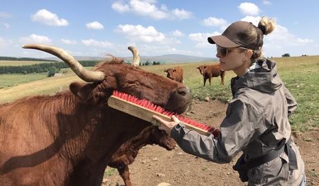 « Il faut interagir au quotidien avec ses animaux, aller à leur rencontre, les gratter sur leurs zones d’apaisement. » « Il faut interagir au quotidien avec ses animaux, aller à leur rencontre, les gratter sur leurs zones d’apaisement. »