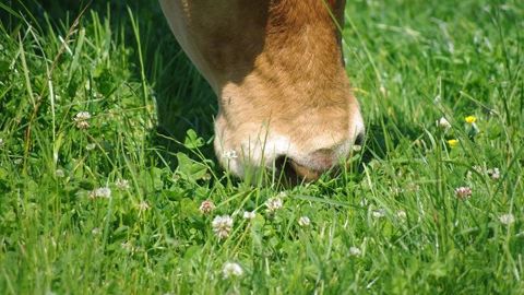 Les prairies à flore variée de Thorigné d'Anjou (49) sont exploitées avec une alternance de fauche et pâture. (©Ferme expérimentale de Thorigné-d'Anjou) Les prairies à flore variée de Thorigné d'Anjou (49) sont exploitées avec une alternance de fauche et pâture. (©Ferme expérimentale de Thorigné-d'Anjou)