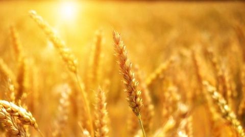 La moyenne des températures sur les cinq années à venir devrait s'établir entre 1,15 et 1,46°C au dessus de l'ère pré-industrielle. (©Pixabay)