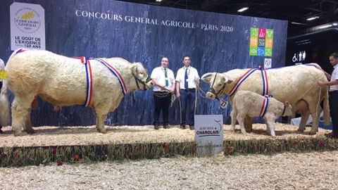 Neptune et Helvétie s'imposent dans le concours Charolais Neptune et Helvétie s'imposent dans le concours Charolais