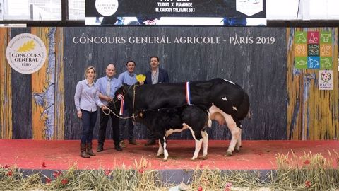 Mydriase sacrée grande championne du concours Blanc bleu Mydriase sacrée grande championne du concours Blanc bleu