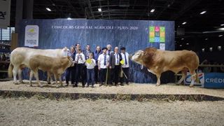 Jouvence et Magnific, les deux champions de la race blonde d'Aquitaine Jouvence et Magnific, les deux champions de la race blonde d'Aquitaine
