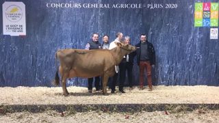 Eosine sacrée grande championne de la race jersiaise Eosine sacrée grande championne de la race jersiaise