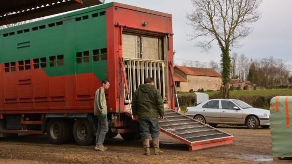 En cas de fermeture de la frontière italienne, les exports de broutards français pourraient être perturbés. (©Terre-net Média)
