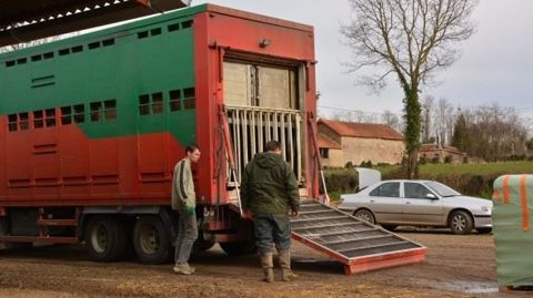 En cas de fermeture de la frontière italienne, les exports de broutards français pourraient être perturbés. (©Terre-net Média) En cas de fermeture de la frontière italienne, les exports de broutards français pourraient être perturbés. (©Terre-net Média)